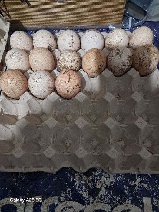 Ovos de codorniz e peru