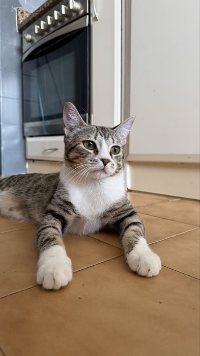 Gatinho bebé ADOÇAO
