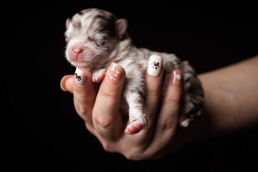 Szpic miniaturowy*Pomeranian* Chłopczyk CHOCO MERLE