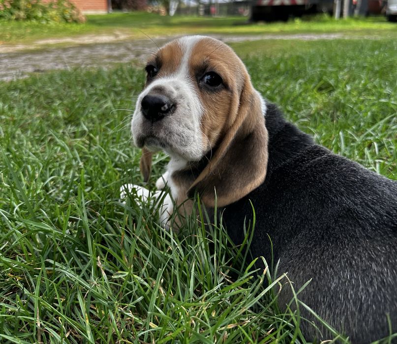 suczka rasy beagle szczeniak beagle