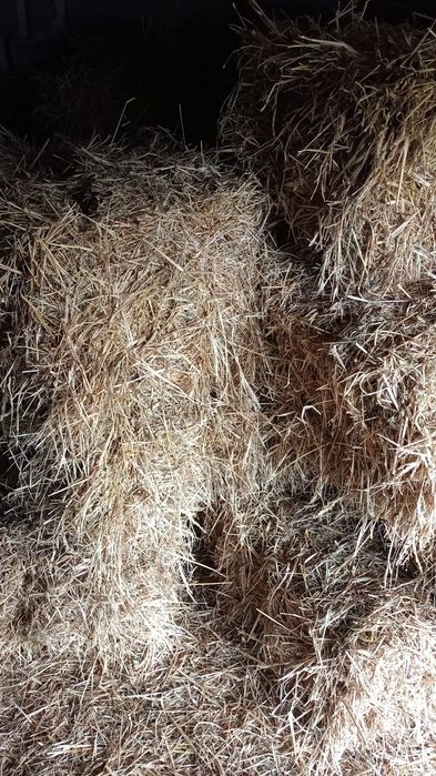 Sprzedam siano w kostkach