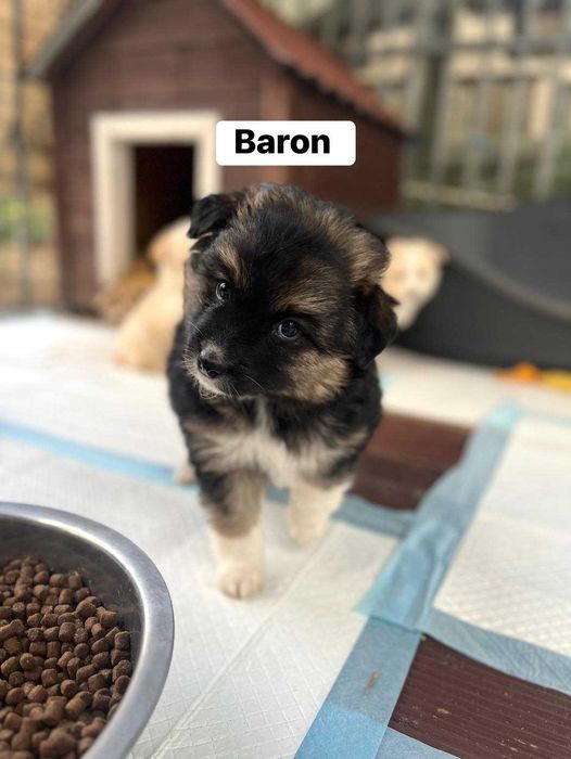 Szczeniaki do adopcji