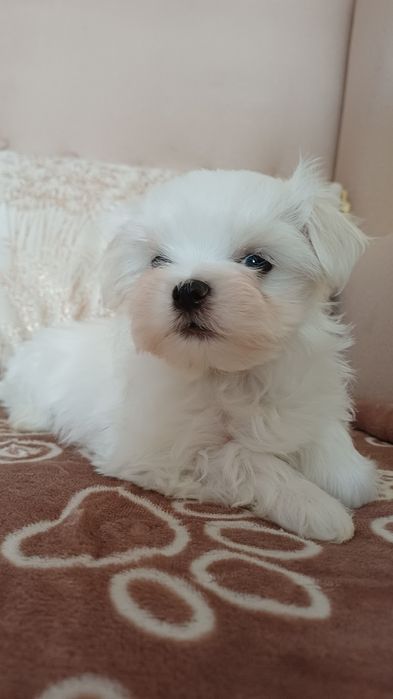 Maltańczyk mini piesek gotowy na zmianę domu