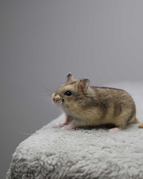 Chomik, chomiki, chomik campbella, rodowodowe chomiki campbella