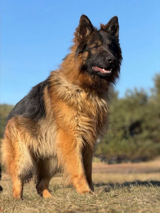 Piękny Draco do adopcji