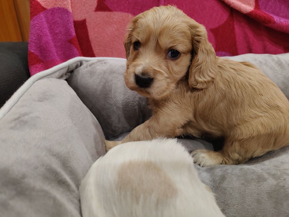 Cocker spaniel angielski suczka , badania