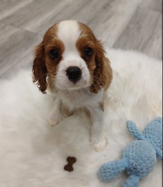 Cavalier King Charles Spaniel