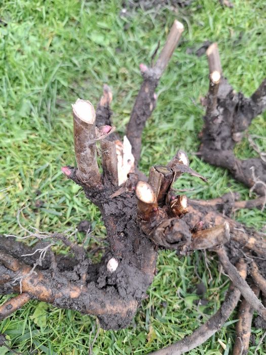 Піон ІТО Бартзелла