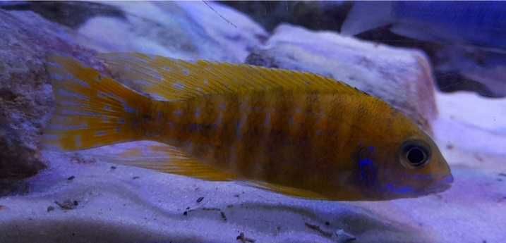 Aulonocara Baenschi Benga