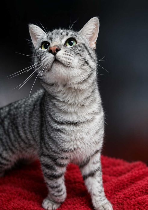 gatos para adoção