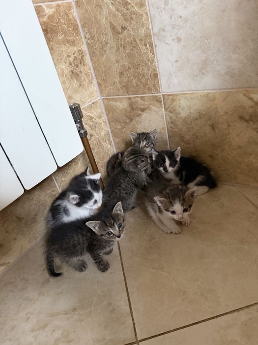 11 kociaków szuka kochających domków