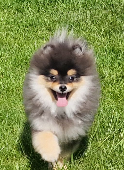 Szpic miniaturowy pomeranian  piesek ZKWP.