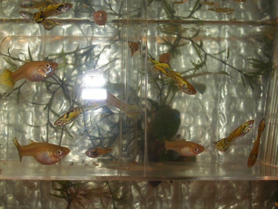 Gupiki Endlera - Yellow-Tiger[promocja]