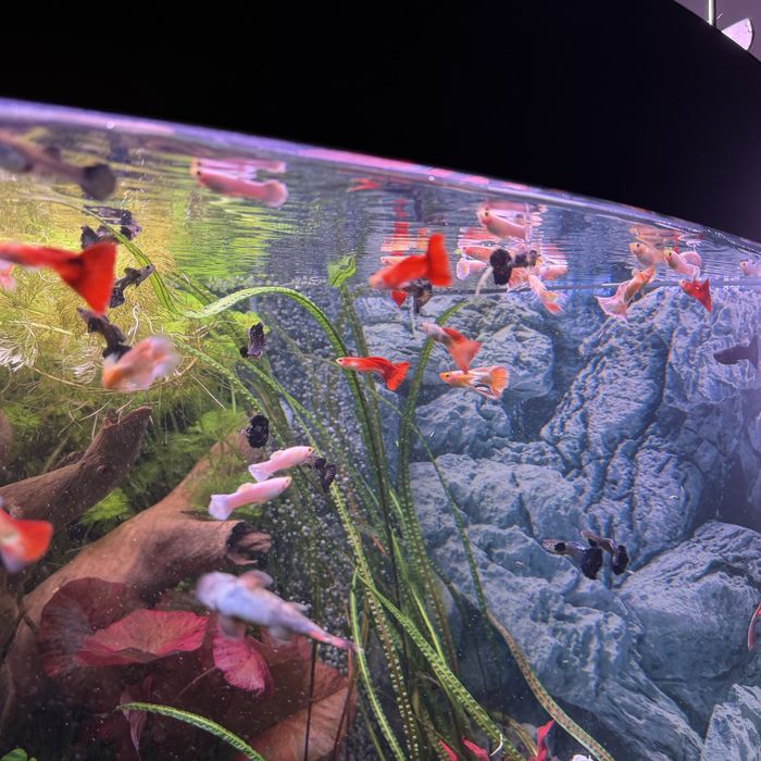 Przepiekne gupiki rasowe!!!Super cena!!!