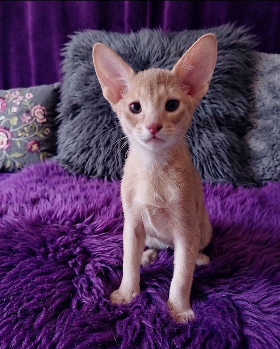 Абиссинские котята