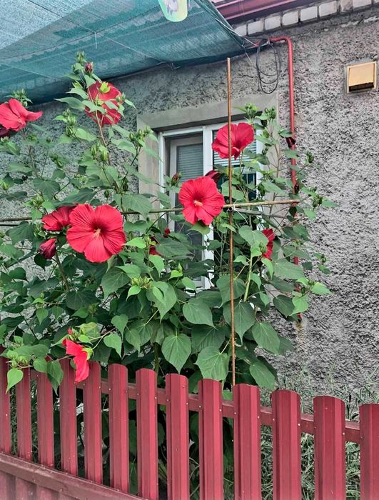 Продам травянистий гібіскус