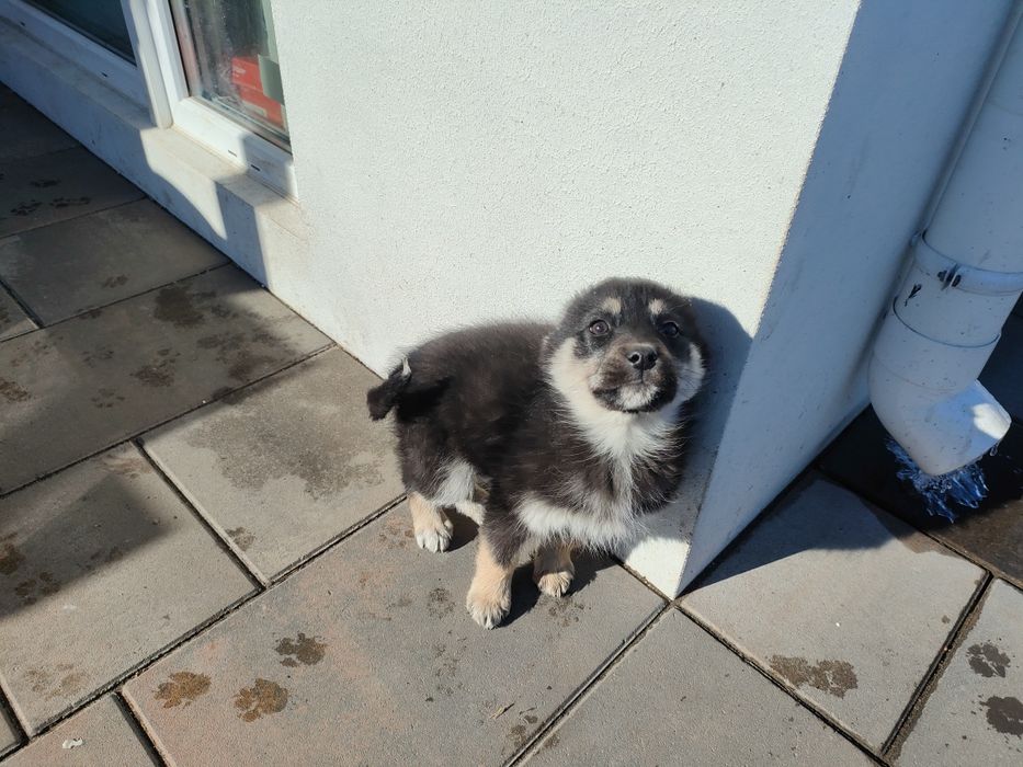 Отдам щенков 3 девочки