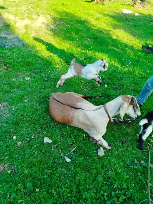 Vendo animais de quinta