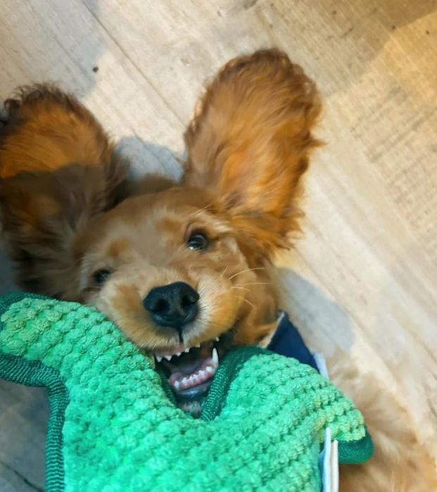 Цуценята для сім'ї.