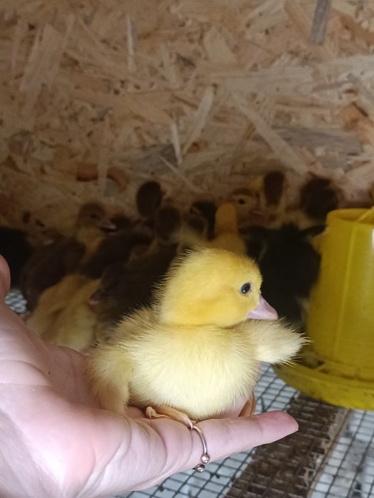 Утята мускусной утки индоутка индоутята