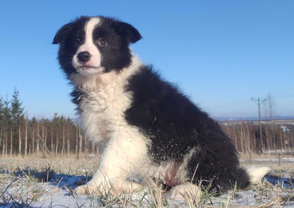 BORDER COLLIE - piękna suka z Hodowli - Szczenię z pełną dok.