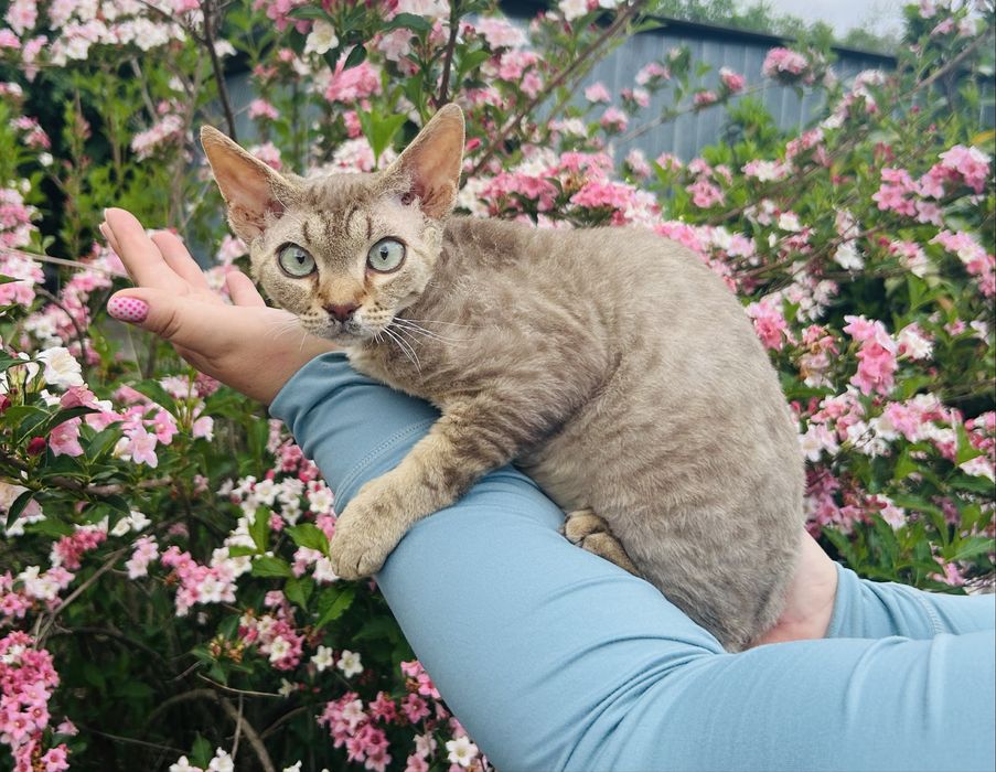 Słodki kocurek Devon Rex, kawa z mlekiem