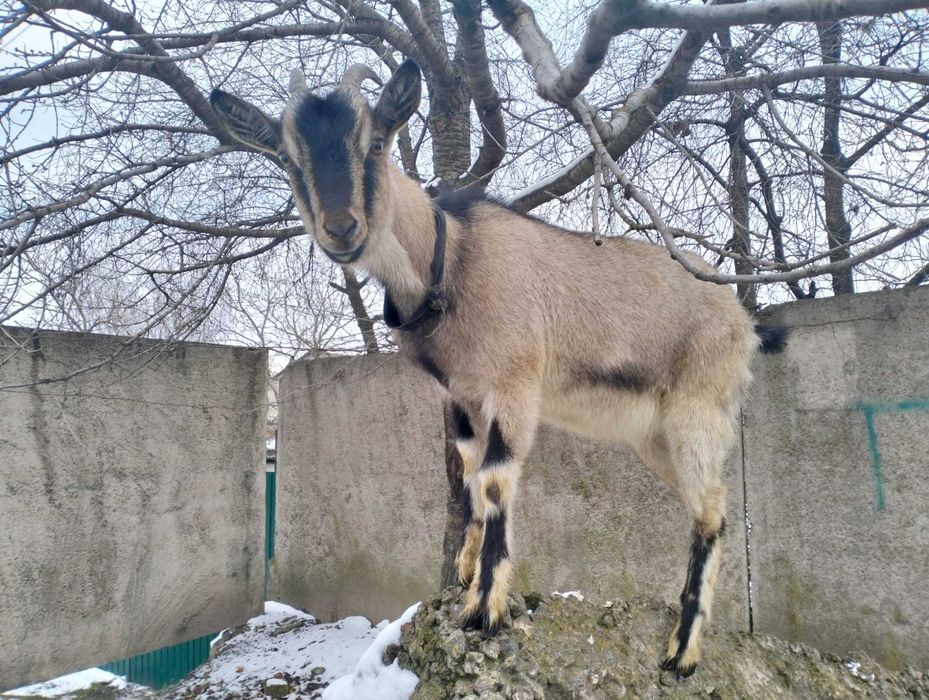 Продаємо вагітну козу.