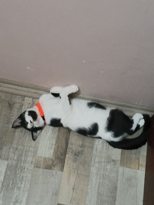 Отдаю 2 котика в хорошие руки!