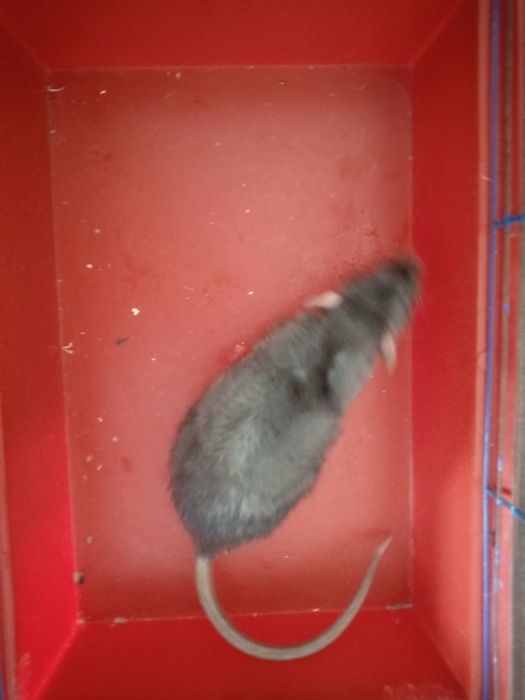 Крысята Кременчуг