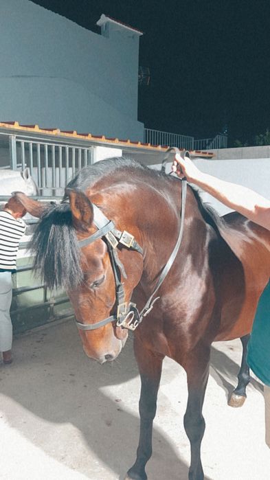Vendo cavalo 6 anos