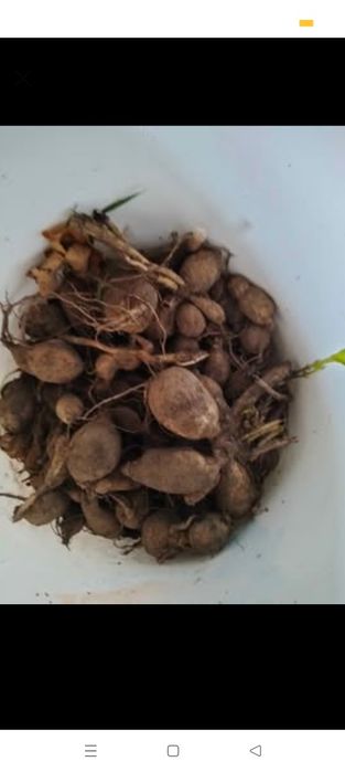Kwiaty do ogrodu