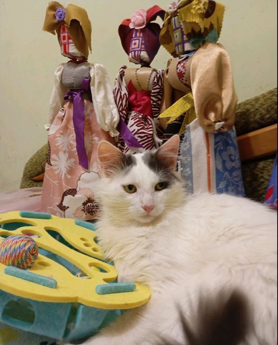 Львівський котусик Живчик