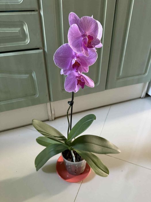 Орхідея палеонопсис відцвіташка