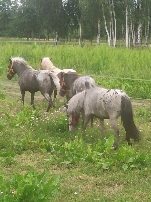 Klacze, kucyki, kuce