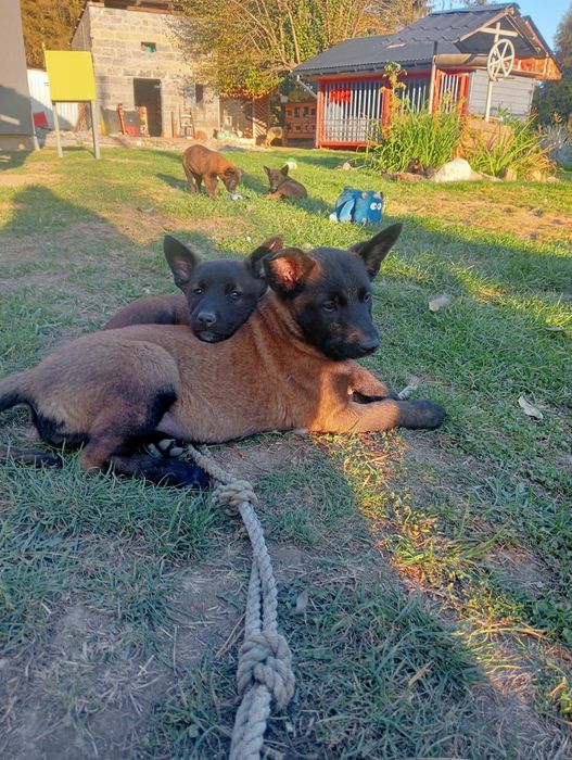 Owczarek belgijski malinois