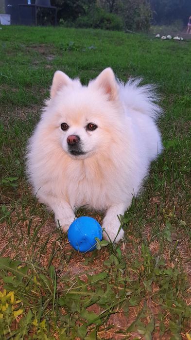 Померанський шпіц шукає наречену для в'язки