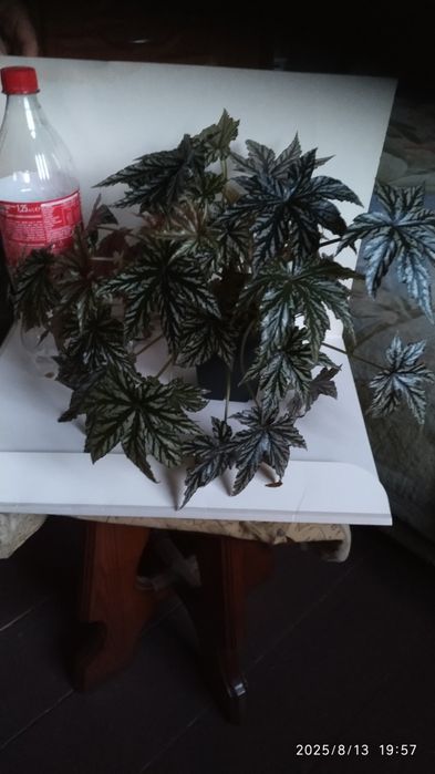 Бегония грифон  .