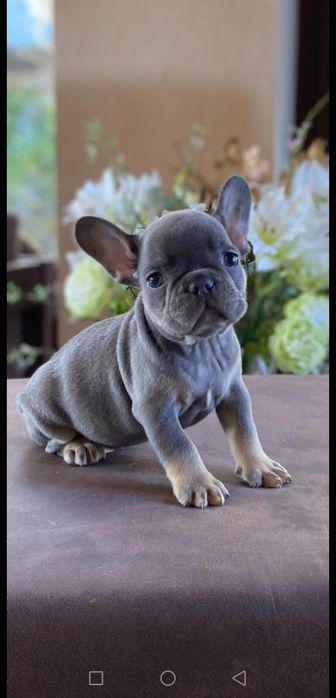 Французы подарят вам радось.