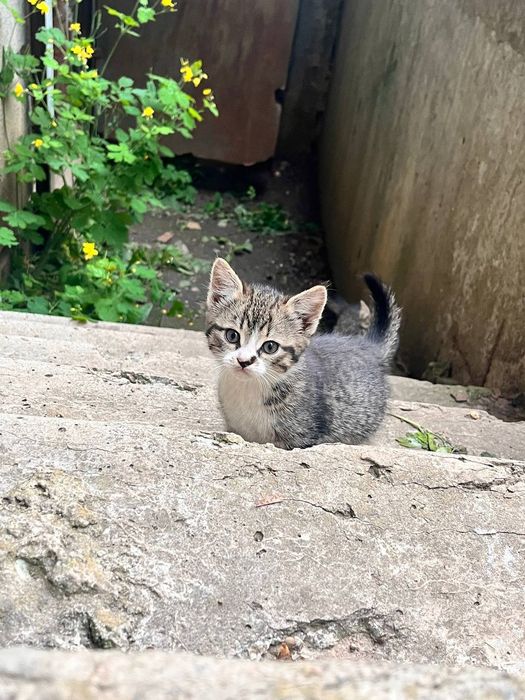 Маленькая котёнок девочка ищет дом! Котята в хорошие руки!