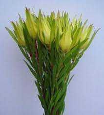 Leucadendros Amarelos