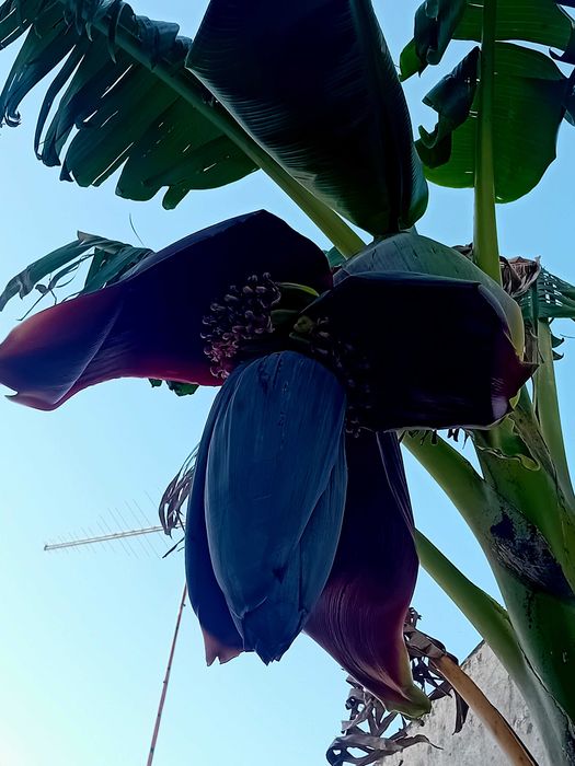 Bananeira em vaso grande de barro