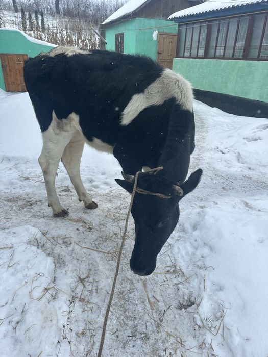 Продам тільну телицю