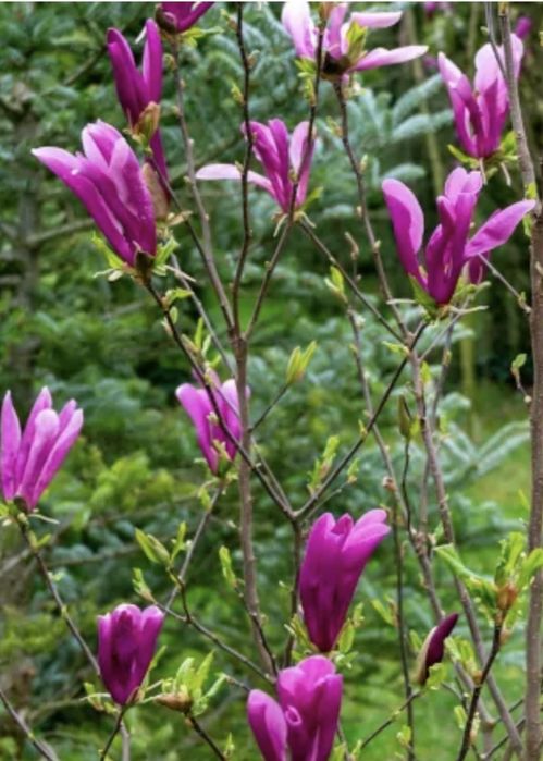 Magnolia Susan 180-200 cm