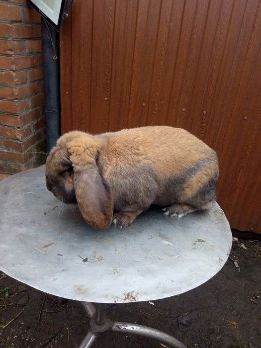 Продам кроликів породи.Каліфлрнія та Французький баран.