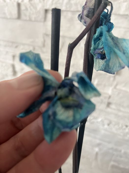 Storczyki po kwitnieniu