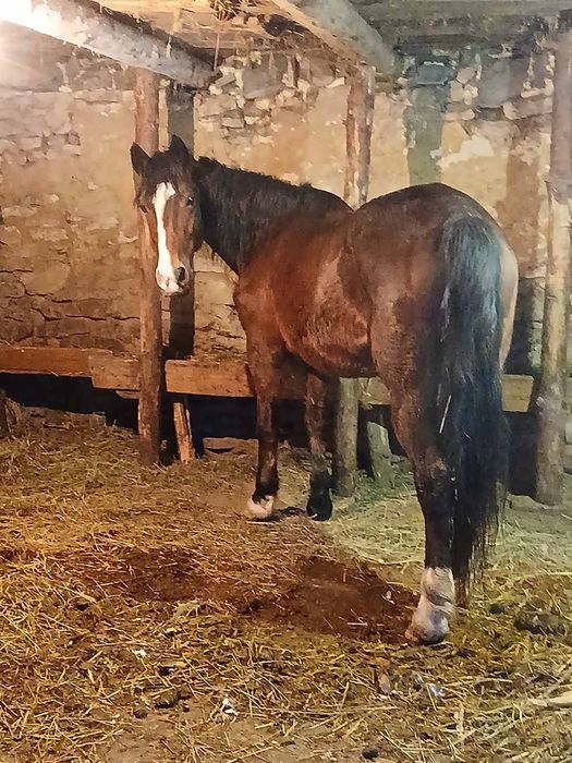 Продається кобила