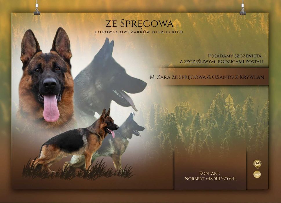 Owczarek niemiecki owczarki niemieckie