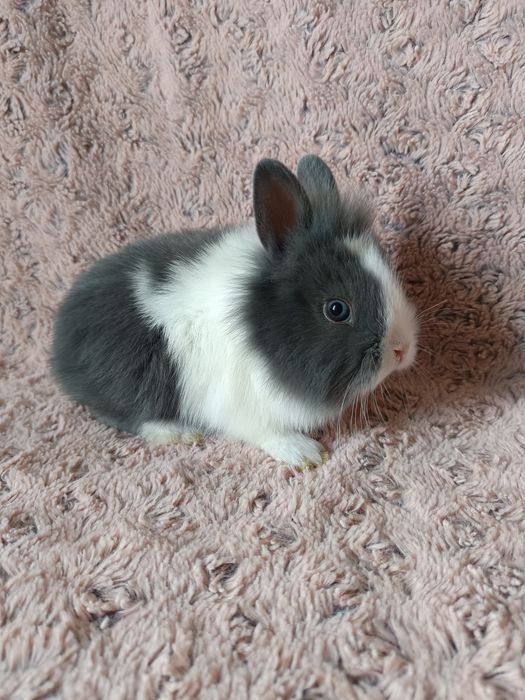 Królik karzełek Lwi/ Teddy