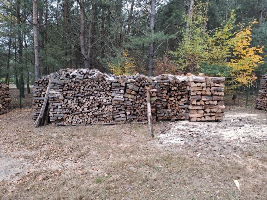 Buk dąb liściaste mieszane sezonowane suche