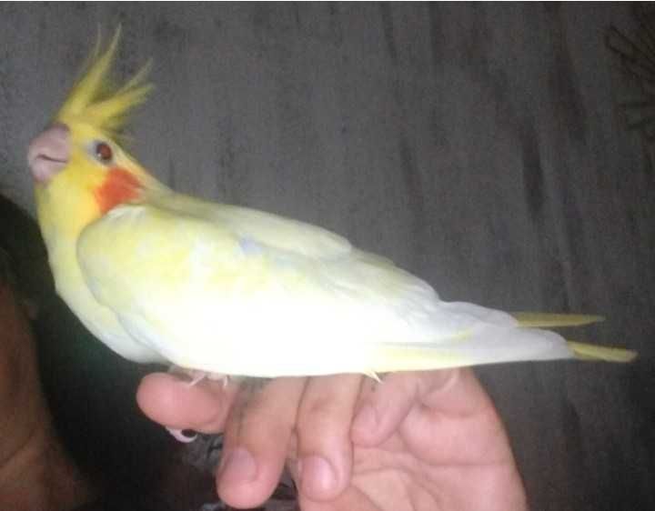 Caturra 6 meses macho